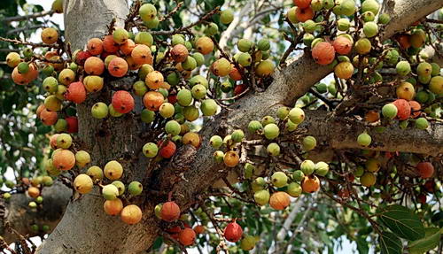 Image result for buah pohon ara