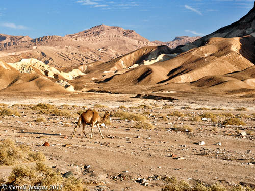 A scene in the Sinai Peninsula. Photo by Ferrell Jenkins.