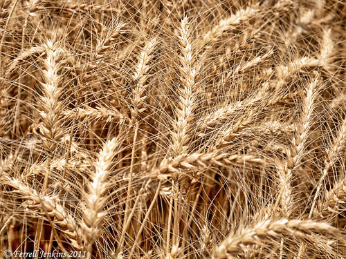 Wheat ready for harvest at En Dor. Photo by Ferrell Jenkins.
