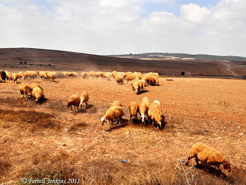 Sheep in the Negev. Photo by Ferrell Jenkins.