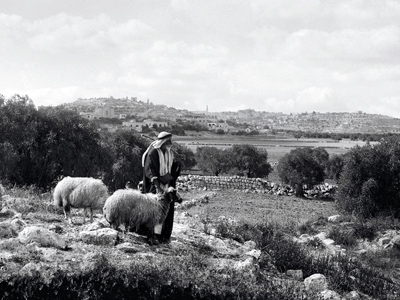 Shepherds with sheep on Christmas day. Bethlehem on the ridge. Photo: LifeintheHolyLand.com.