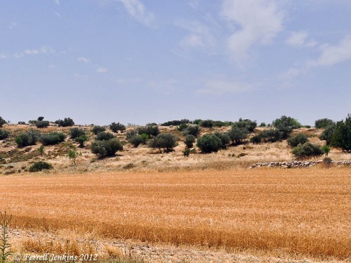 Wheat field near Maresha in the Shephelah. Photo by Ferrell Jenkins.