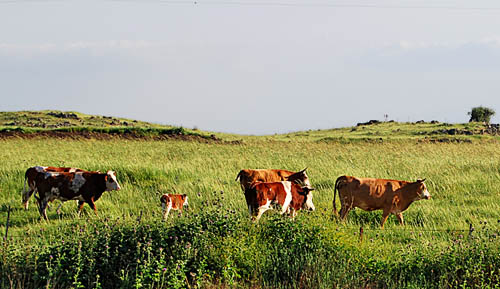 Kuvahaun tulos haulle basan cows