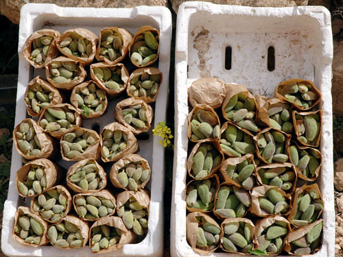 Green almonds at Jerash, Jordan. Photo by Ferrell Jenkins.