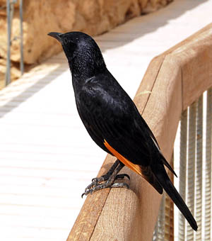 Tristram's Grackle at Masada. Photo by Ferrell Jenkins.
