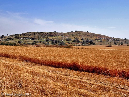 Tel es-Safi/Gath with wheat fields in the plain to the west. Photo by Ferrell Jenkins.