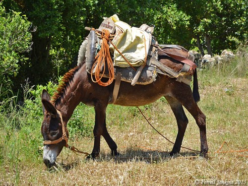 A loaded donkey at Seleucia. Photo by Ferrell Jenkins.