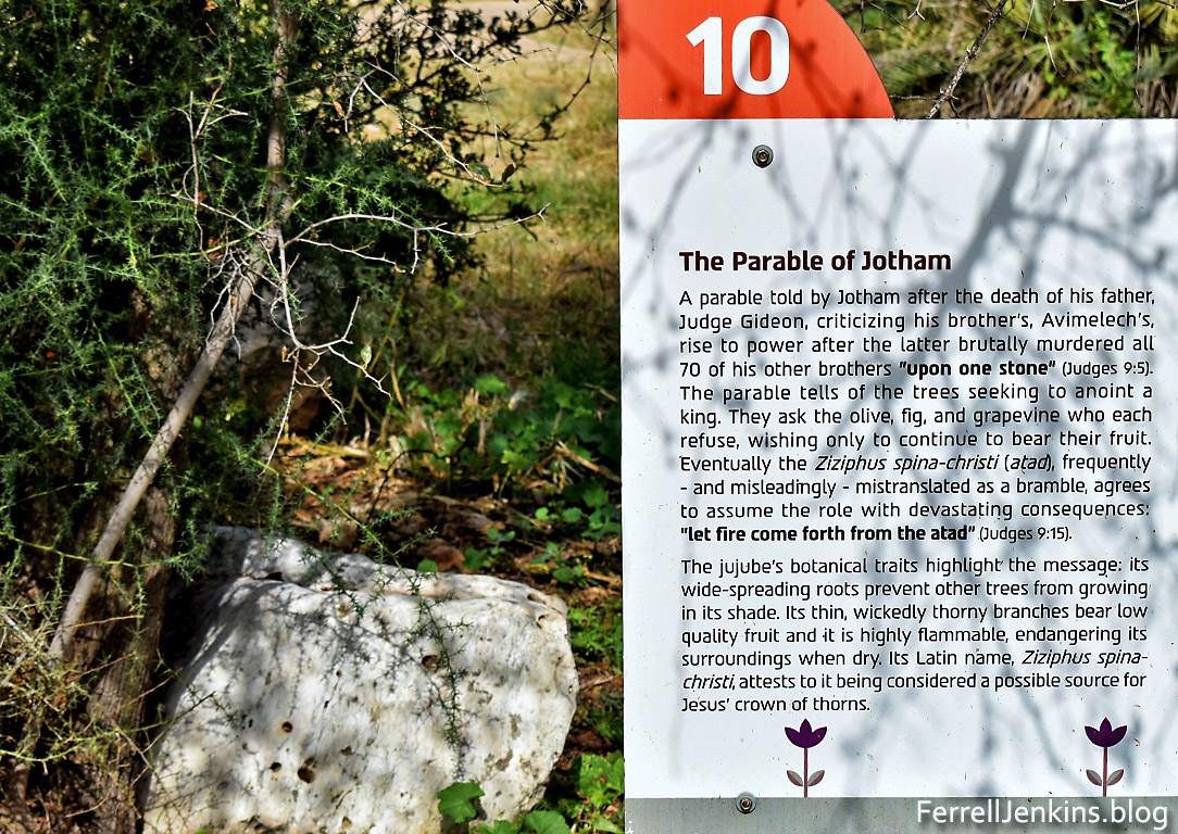 The atad tree in the parable of Jotham. Photo: ferrelljenkins.blog