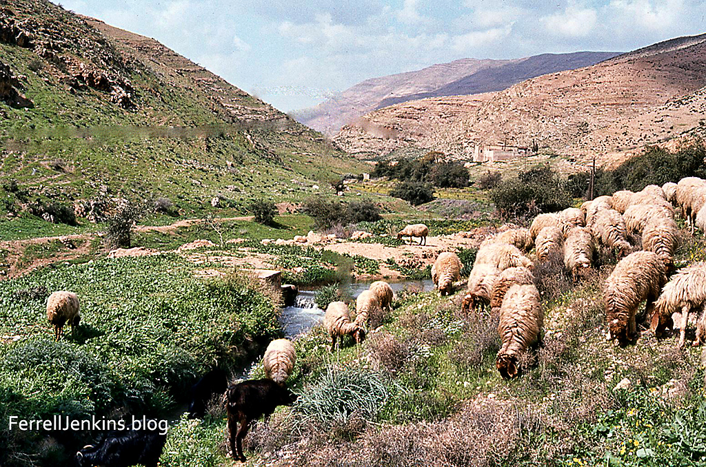 A shepherd guides his sheep in green pastures beside still  waters. This image is scanned from a slide I made in May 1982.