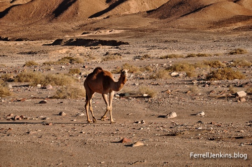 A lonely camel in the Sinai Desert. Photo by Ferrell Jenkins.